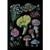 Card - Natives, Moths & Mushrooms by Anna Pignataro