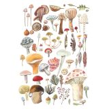 Card - Mushrooms & Leaves by Anna Pignataro