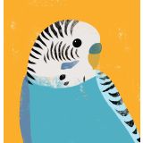 Card - Budgie by Cat MacInnes