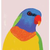 Card - Rainbow Lorikeet by Cat MacInnes