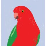 Card - Parrot by Cat MacInnes