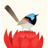 Card - Fairywren by Cat MacInnes