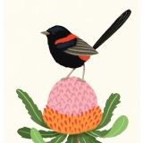 Card - Red-backed Fairywren by Cat MacInnes