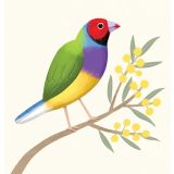 Card - Gouldian Finch by Cat MacInnes