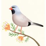 Card - Grey & Blue Bird by Cat MacInnes