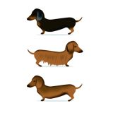 Card -  Three Dachshunds by Cat MacInnes