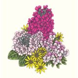 Card - Colourful Hydrangeas & Daisies by Cecilia Battaini