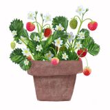 Card - Strawberry Pot Plant by Deb Hudson