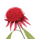 Card - Red Waratah by Deb Hudson