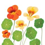 Card - Nasturtium Flowers by Deb Hudson