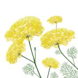 Card - Fennel Plant by Deb Hudson