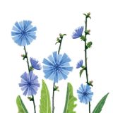 Card - Blue Chicory by Deb Hudson