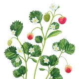 Card - Strawberry Plant by Deb Hudson