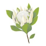 Card - White Protea by Deb Hudson