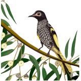 Card - Honeyeater S by Deb Hudson