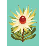 Card - Native Leucadendron by Emma Whitelaw