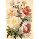 Card -  Peony Love by Studio Nuovo