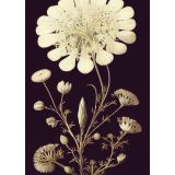Card - Vintage White Flower by Studio Nuovo