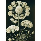 Card - Vintage White Flowers by Studio Nuovo