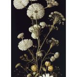 Card - Vintage White & Yellow Flowers by Studio Nuovo