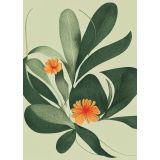 Card - Green Leaves & Orange Flowers by Studio Nuovo