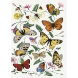 Card - Flowers & Butterflies by Studio Nuovo