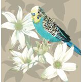 Card - Blue Budgie by Daniela Glassop