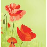Card - Red Poppies S by Daniela Glassop