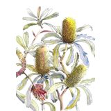 Card - Yellow Banksia by Giulianna del Popolo