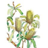 Card - Three Yellow Banksias by Giulianna del Popolo