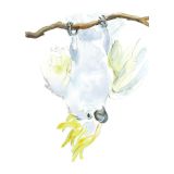 Card - Hang in There, Cockatoo by Giulianna del Popolo