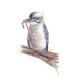 Card - Kookaburra Holding a Candycane by Giulianna del Popolo