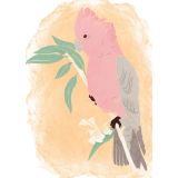 Card - Pink Galah by Studio Geneva