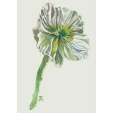 Card - White Poppy by Joanne Ting Mahon