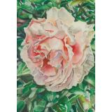 Card - Pink Rose by Joanne Ting Mahon