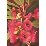 Card - Eucalyptus Gum by Kylie Sirett