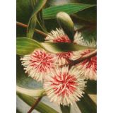 Card - Hakea by Kylie Sirett