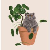 Card - Burmese Cat in a Money Plant by Alissa Levy
