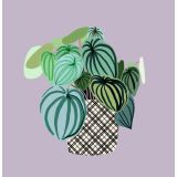 Card - Leafy Potted Plant by Robyn Hammond