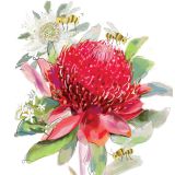 Card - Red & White Waratah by Shaney Hyde