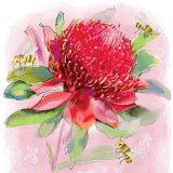 Card - Waratah on Pink by Shaney Hyde