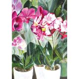 Card - Orchids by Daniela Glassop