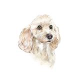 Card - Cavoodle by Tog & Pini