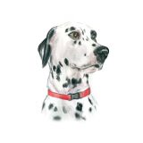 Card - Dalmatian by Tog & Pini