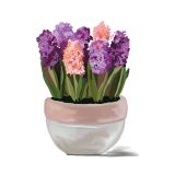 Card - Potted Hyacinths by Little Bear