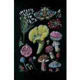 Card - Natives, Moths & Mushrooms M by Anna Pignataro
