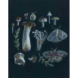 Card - Mushrooms, Butterfly & Moth by Anna Pignataro