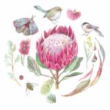 Card - Pink Waratah by Anna Pignataro