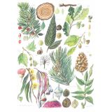 Card - Trees, Flowers & Fruit by Anna Pignataro