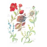 Card - Garden Delights by Anna Pignataro